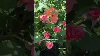 💎 Роза с алмазным напылением — Августа Луиза