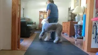 Blind Dog Training | A few of the basics