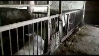 #свиноматка