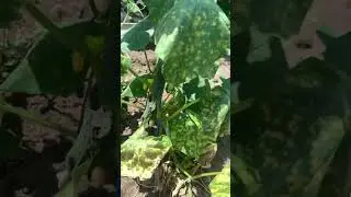 ЧТО ЭТО И ЧЕМ ЛЕЧИТЬ ? 