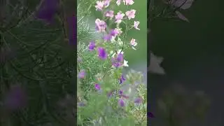 Бражник пьёт нектар