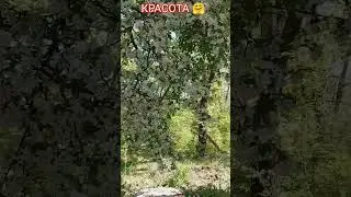 Яблоня в цвету