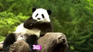 Илюзии