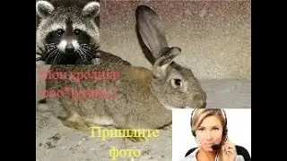 Рофл звонок: купил плохой корм для кроликов