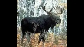 опять лось
