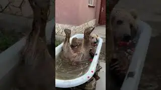 медведь купается в ванной