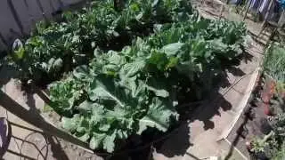 Huge Leafy Chinese broccoli