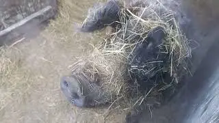 Холодная зима Венгерская мангалица