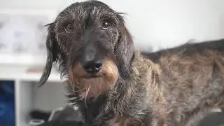 How to hand strip a wire-haired dog? See how easy it is with Karhia Pro coat stripper!