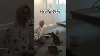 xQc Shows That His Cat Is Trained 🙀