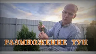 Размножение туи. Черенкование туи.