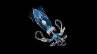 Clara Luciani - Monstre d'Amour (version live solo)