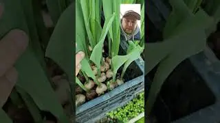 Как выращивают тюльпаны в Сочи? | Донна Роза