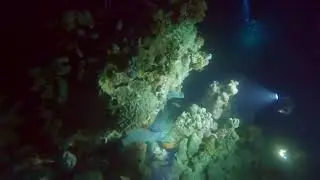 night dive