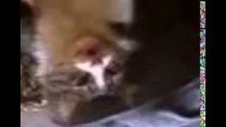 странная кошка