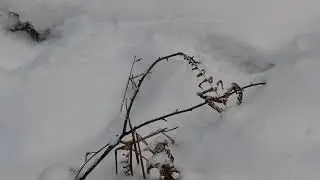 2.4. Чжуан-Цзы