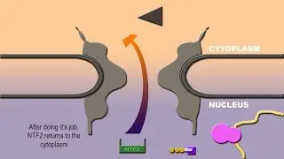 NUCLEAR IMPORT AND EXPORT