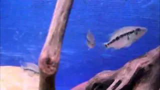 parachromis dovii