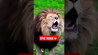 Lion Epic Roar