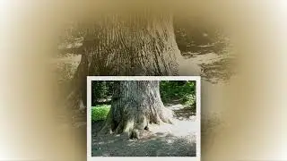 Тростянец. Дендропарк Нескучное