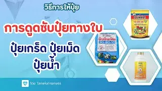 คลิปรวม...การดูดซับปุ๋ยทางใบ แล ะปุ๋ยเกร็ด ปุ๋ยเม็ด ปุ๋ยน้ำ