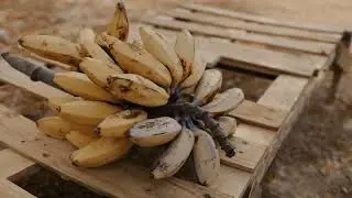 Tropical Fruit | Copyright Free 4k Stock Video