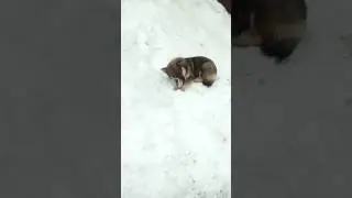 Собака Динка играет на даче.