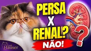 🐾 É VERDADE QUE GATO PERSA TEM MAIS DOENÇA RENAL DO QUE OUTROS GATOS? (PKD) - Gatil Hauser
