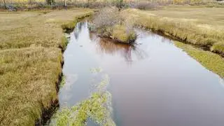 Грибы осенью очень хороши