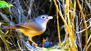 Wild birds and their chicks at the nest