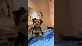 Two types of yorkies..