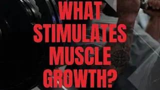 What actually stimulates the muscle to grow?