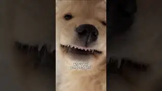 My reaction when my puppy does anything 🥹 