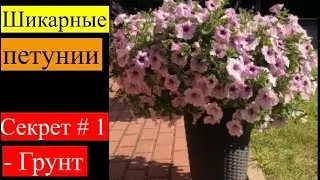 Как вырастить роскошные петунии?! Секрет идеального грунта