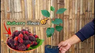 How to Plant Mulberry