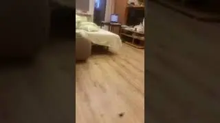 Боня Мэйн Кун играет с мамой Багирой