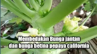 Distinguish between male and female flowers on California papaya plants.