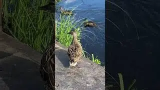 Лето маленькая жизнь 🦆
