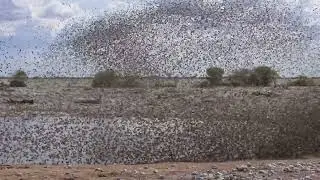 Red-Billed Queleas