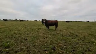 Scary trip through a cow field with calves!