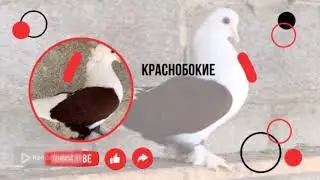 Краснодарские бойные бокатые. Краснобокая бесчубая голубка.