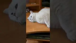 Мята 🍃 и котейка 🐈 =кайфушки 😀