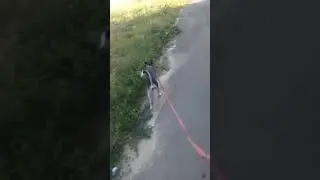 Той терьер Банан, но он Мерседес АМГ Банан
