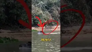 Su Inteligencia Lo Salvó De Ser Devorado #viralvideo #shorts
