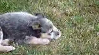 ACD puppy with Bone (Knut)