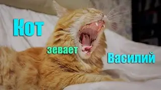 Кот Василий сладко зевает.