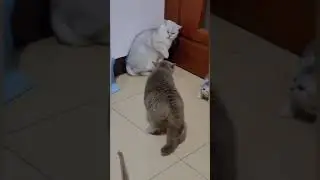 Cat is Funny #shorts