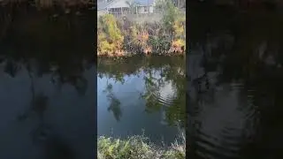 Damm Florida gators. #florida #boat #gatos #nature