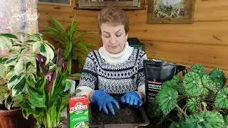 Чем подкормить Каллы: все секреты пересадки и ухода