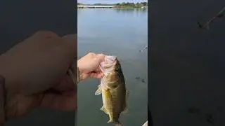 Spook Fishing Lake Lanier Largemouth in September